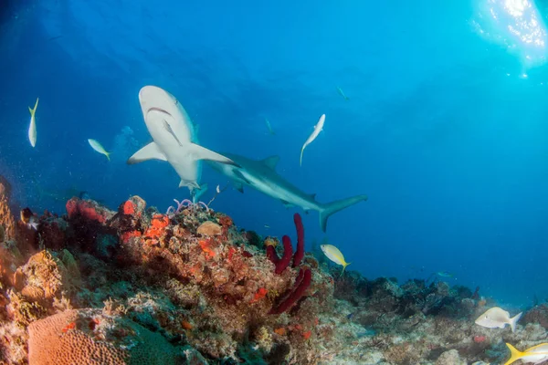 写真はバハマのカリブ海のサンゴ礁のサメを示しています — ストック写真