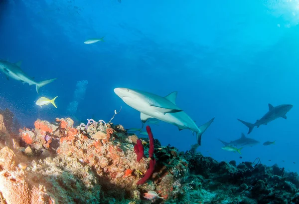 Foto Muestra Tiburón Arrecife Del Caribe Las Bahamas — Foto de Stock