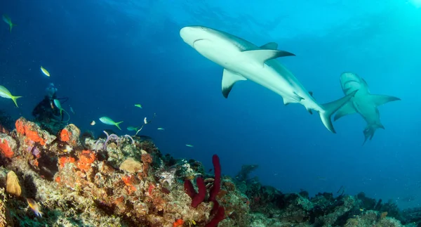 写真はバハマのカリブ海のサンゴ礁のサメを示しています — ストック写真