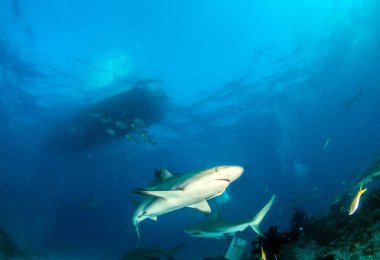 Resim, Bahamalar 'daki Karayip resif köpekbalığını gösteriyor.