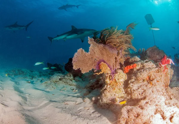 Resim Bahamalar Daki Karayip Resif Köpekbalığını Gösteriyor — Stok fotoğraf