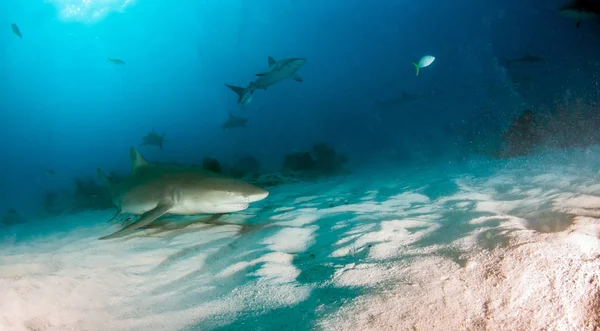 Resim Bahamalar Bir Limon Köpekbalığını Gösteriyor — Stok fotoğraf