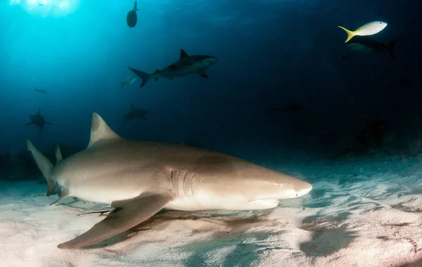 Φωτογραφία Δείχνει Έναν Καρχαρία Λεμονιού Στις Μπαχάμες — Φωτογραφία Αρχείου