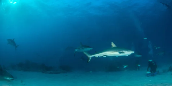 Obrázek Ukazuje Žraloka Karibského Bahamách — Stock fotografie