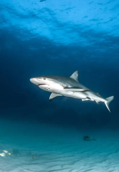 Foto Muestra Tiburón Arrecife Del Caribe Las Bahamas —  Fotos de Stock