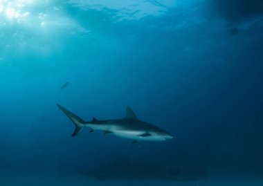Resim, Bahamalar 'daki Karayip resif köpekbalığını gösteriyor.