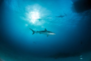 Resim, Bahamalar 'daki Karayip resif köpekbalığını gösteriyor.