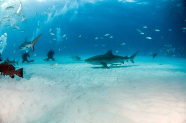 Resim Tigerbeach, Bahamalar 'da bir kaplan köpekbalığını gösteriyor.