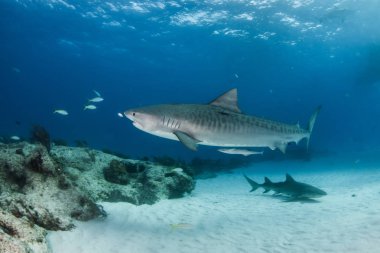 Resim Tigerbeach, Bahamalar 'da bir kaplan köpekbalığını gösteriyor.