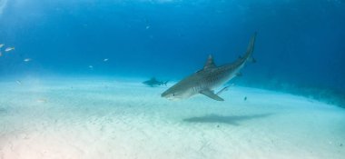 Resim Tigerbeach, Bahamalar 'da bir kaplan köpekbalığını gösteriyor.