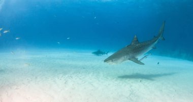Resim Tigerbeach, Bahamalar 'da bir kaplan köpekbalığını gösteriyor.