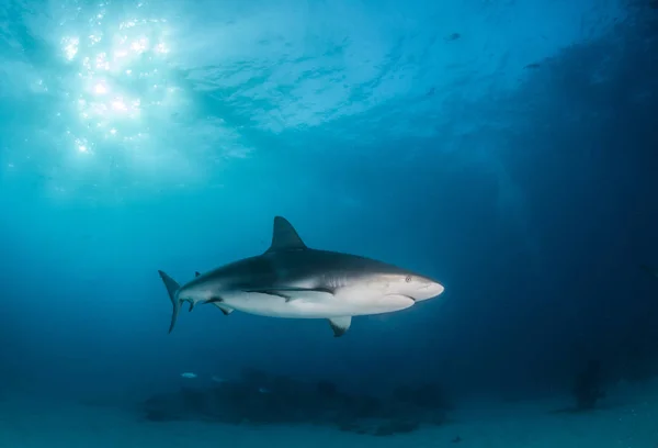 Foto Toont Een Caribische Rifhaai Bahama — Stockfoto