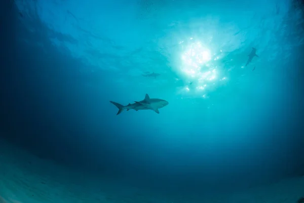 写真はバハマのカリブ海のサンゴ礁のサメを示しています — ストック写真