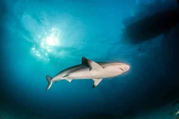 Foto Toont Een Caribische Rifhaai Bahama — Stockfoto