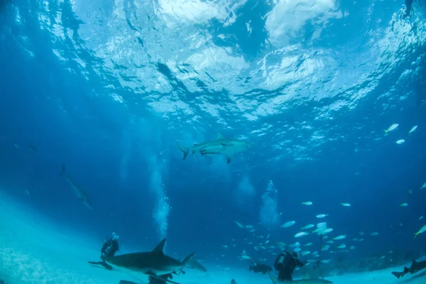 Εικόνα Δείχνει Ένα Καρχαρία Ταύρων Στις Μπαχάμες — Φωτογραφία Αρχείου