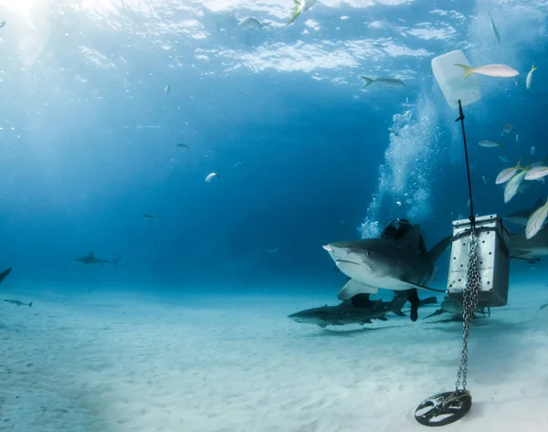 Picture Shows Tiger Shark Tigerbeach Bahamas — Stock Photo, Image