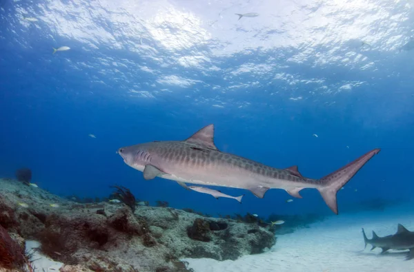 Foto Mostra Tubarão Tigre Tigerbeach Bahamas — Fotografia de Stock