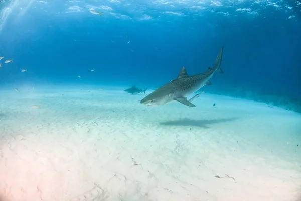 Képen Egy Tigriscápa Látható Tigerbeachen Bahamákon — Stock Fotó