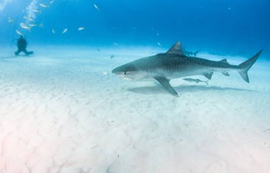 Resim Tigerbeach, Bahamalar 'da bir kaplan köpekbalığını gösteriyor.