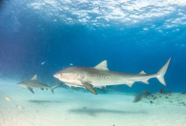 Resim Tigerbeach, Bahamalar 'da bir kaplan köpekbalığını gösteriyor.