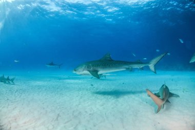 Resim Tigerbeach, Bahamalar 'da bir kaplan köpekbalığını gösteriyor.