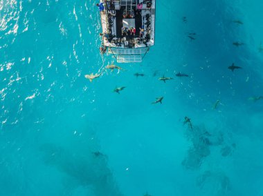 Köpekbalıkları, Bahamalar bir dron görünüm resmi gösterir