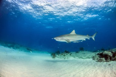 Resim Tigerbeach, Bahamalar 'da bir kaplan köpekbalığını gösteriyor.