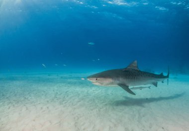 Resim Tigerbeach, Bahamalar 'da bir kaplan köpekbalığını gösteriyor.