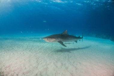 Resim Tigerbeach, Bahamalar 'da bir kaplan köpekbalığını gösteriyor.
