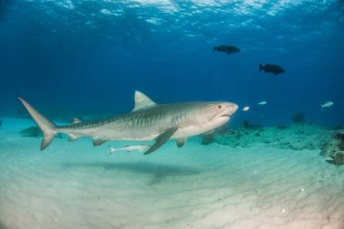 Resim Tigerbeach, Bahamalar 'da bir kaplan köpekbalığını gösteriyor.