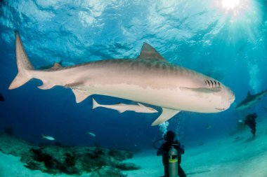 Resim Tigerbeach, Bahamalar 'da bir kaplan köpekbalığını gösteriyor.