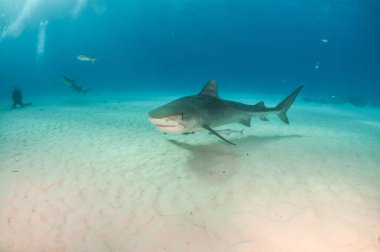 Resim Tigerbeach, Bahamalar 'da bir kaplan köpekbalığını gösteriyor.