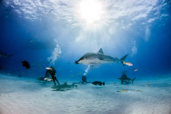 Φωτογραφία Δείχνει Έναν Καρχαρία Τίγρη Στην Παραλία Τίγρης Μπαχάμες — Φωτογραφία Αρχείου