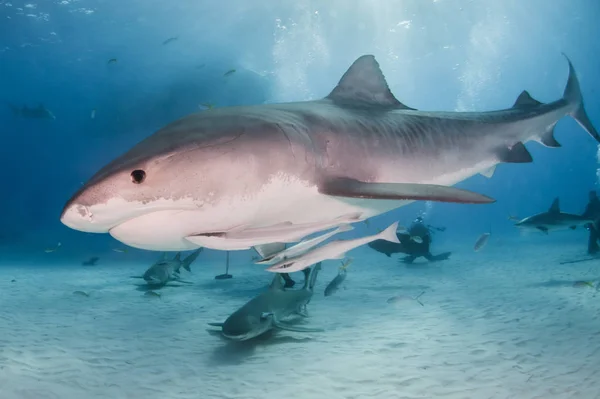 Картинке Изображена Тигровая Акула Тайгербич Багамские Острова — стоковое фото