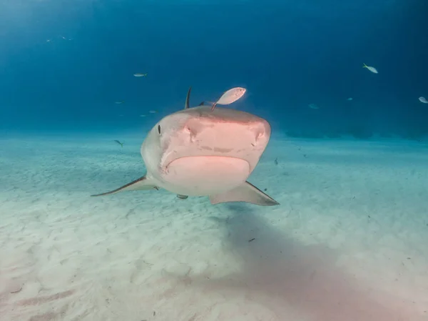 Foto Toont Een Tijgerhaai Tigerbeach Bahama — Stockfoto