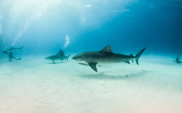 Foto Muestra Tiburón Tigre Tigerbeach Bahamas —  Fotos de Stock