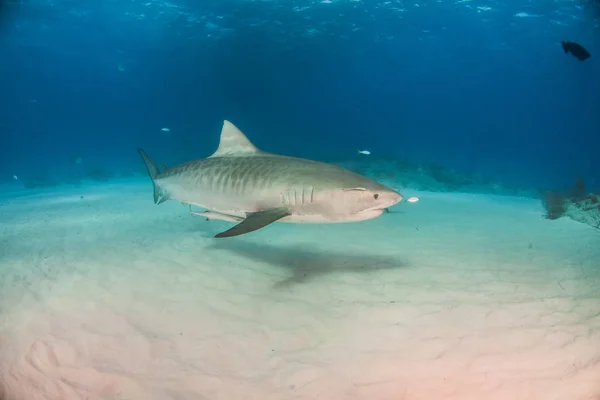 Foto Mostra Tubarão Tigre Tigerbeach Bahamas — Fotografia de Stock
