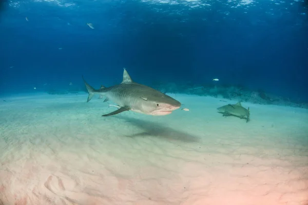 Foto Toont Een Tijgerhaai Tigerbeach Bahama — Stockfoto