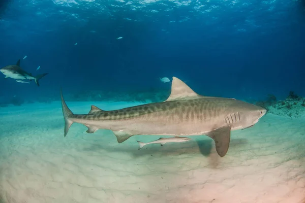 Foto Mostra Tubarão Tigre Tigerbeach Bahamas — Fotografia de Stock