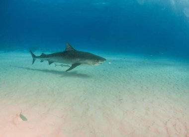 Resim Tigerbeach, Bahamalar 'da bir kaplan köpekbalığını gösteriyor.