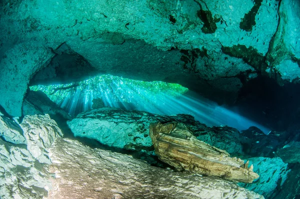 Scuba Diving Cenote Jardin Del Eden Mexico — Stock Photo, Image