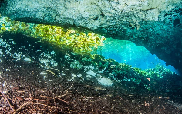 Tauchen Cenote Nicte Mexiko — Stockfoto