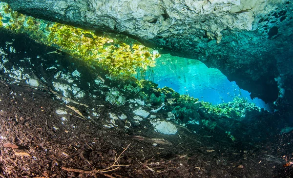 Buceo Cenote Nicte México —  Fotos de Stock