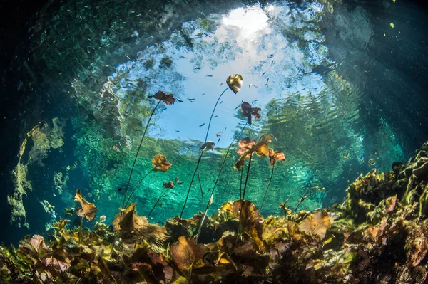 Scuba diving, hipotermik Nicte Ha Meksika