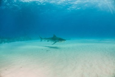 Resim Tigerbeach, Bahamalar 'da bir kaplan köpekbalığını gösteriyor.