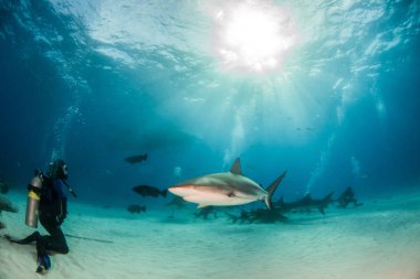 Resim, Bahamalar 'daki Karayip resif köpekbalığını gösteriyor.
