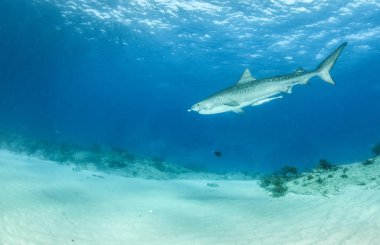 Resim Tigerbeach, Bahamalar 'da bir kaplan köpekbalığını gösteriyor.