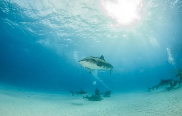 Képen Egy Tigriscápa Látható Tigerbeachen Bahamákon — Stock Fotó