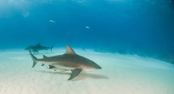 Foto Muestra Tiburón Toro Las Bahamas —  Fotos de Stock