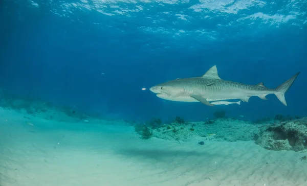 写真はバハマのタイガービーチでタイガーサメを示しています — ストック写真